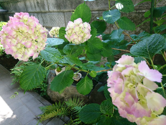 f:id:okirakuya-kimono:20180527105651j:image