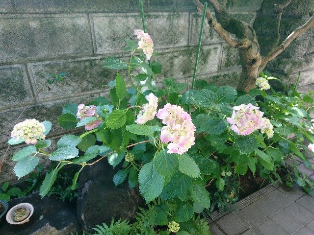 f:id:okirakuya-kimono:20180527105706j:image