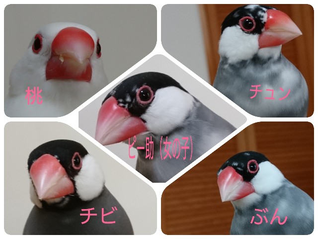 f:id:okirakuya-kimono:20190214134115j:image