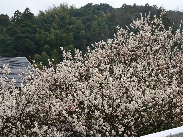 f:id:okirakuya-kimono:20190308191951j:image