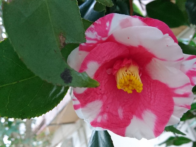 f:id:okirakuya-kimono:20190308192029j:image