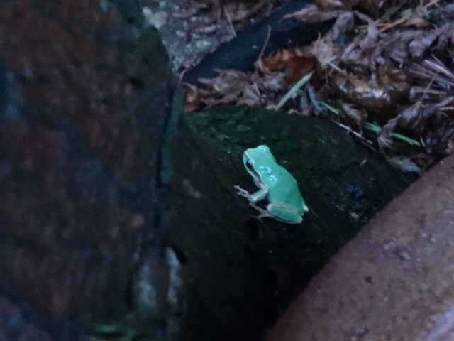 f:id:okirakuya-kimono:20190422171539j:image f:id:okirakuya-kimono:20190422171539j:image