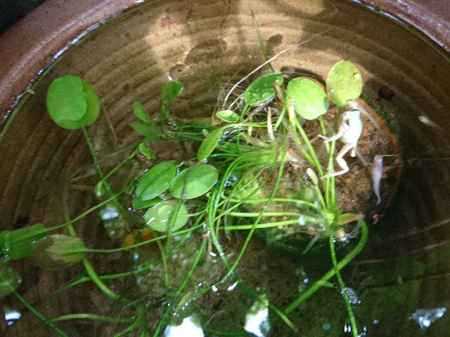 f:id:okirakuya-kimono:20190422171737j:image f:id:okirakuya-kimono:20190422171737j:image