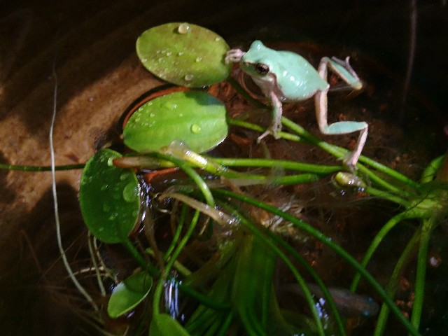 f:id:okirakuya-kimono:20190422171750j:image f:id:okirakuya-kimono:20190422171750j:image