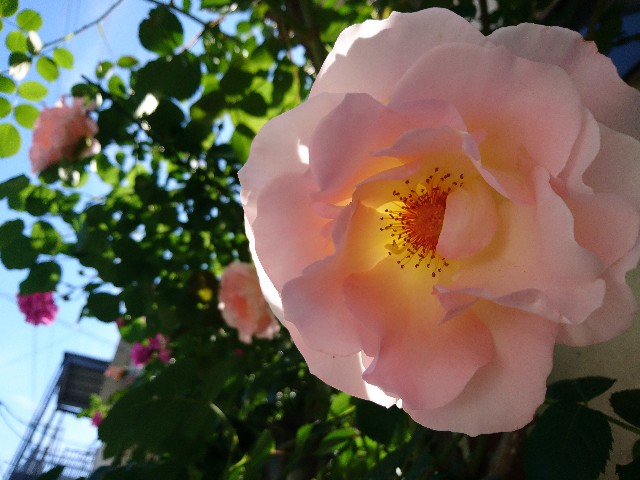 f:id:okirakuya-kimono:20190508160313j:image