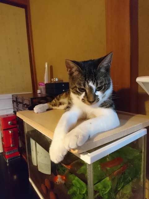 f:id:okirakuya-kimono:20191114101303j:image