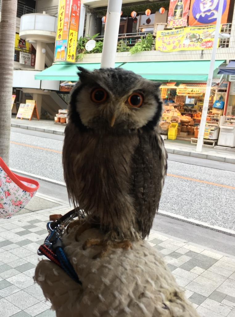 f:id:okitan47:20171202100949j:plain f:id:okitan47:20171202100949j:plain
