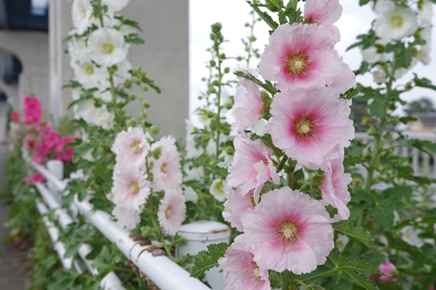 f:id:okka4:20190602180941j:plain f:id:okka4:20190602180941j:plain