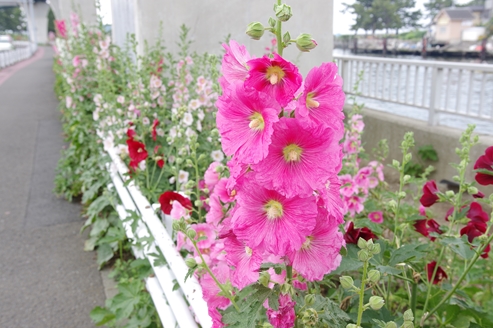 f:id:okka4:20190602180957j:plain f:id:okka4:20190602180957j:plain