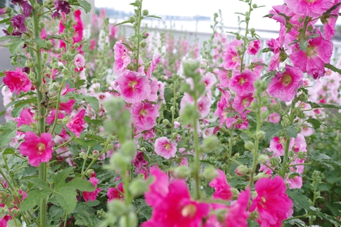 f:id:okka4:20190602181010j:plain f:id:okka4:20190602181010j:plain