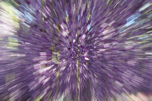 あしかがフラワーパーク