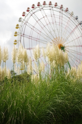 ひたち海浜公園