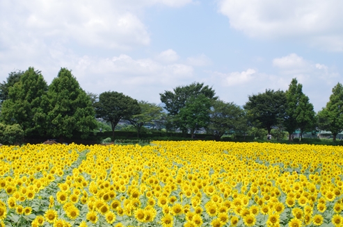 ひまわり
