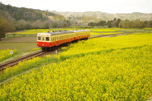 菜の花