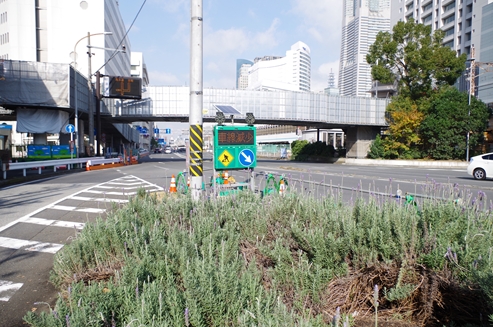 ラベンダー