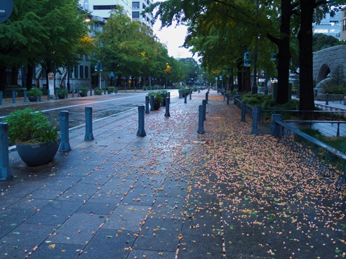 銀杏