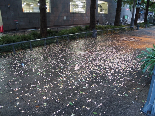 銀杏