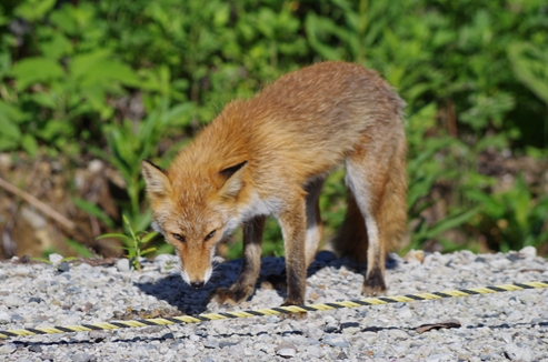 キタキツネ
