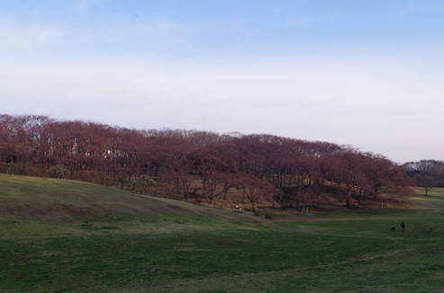 根岸森林公園