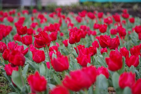 f:id:okka4:20200315083728j:plain