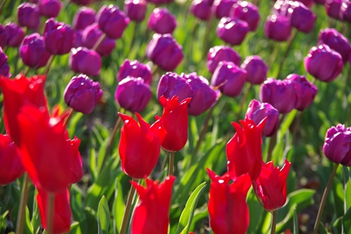 f:id:okka4:20200405194527j:plain