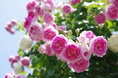 f:id:okka4:20210518054325j:plain