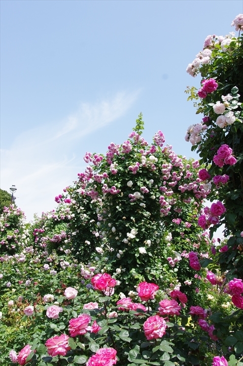 f:id:okka4:20210518054344j:plain