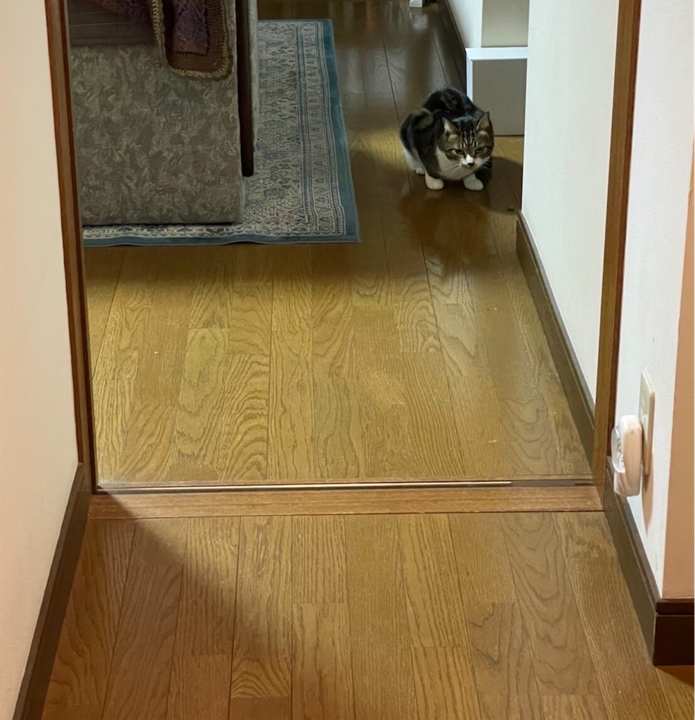 f:id:okkaaa:20211116163550j:image