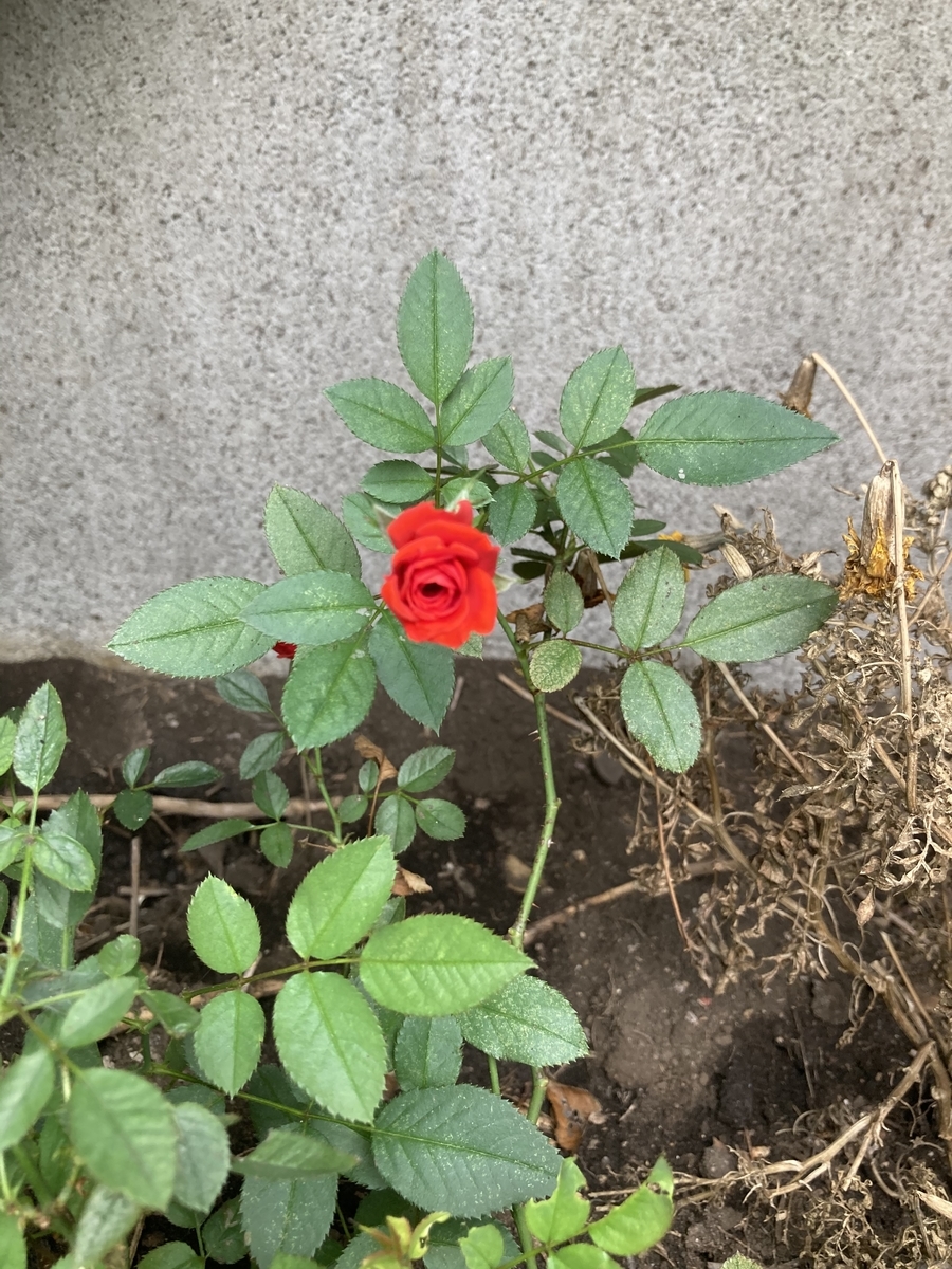 f:id:okkei:20210927203421j:plain