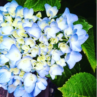 f:id:okko326:20170711092326j:plain f:id:okko326:20170711092326j:plain