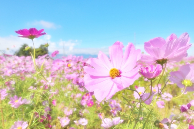 f:id:okodukaikasegu:20181108145934j:plain f:id:okodukaikasegu:20181108145934j:plain