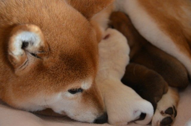 f:id:okomepower:20180208204245j:plain f:id:okomepower:20180208204245j:plain
