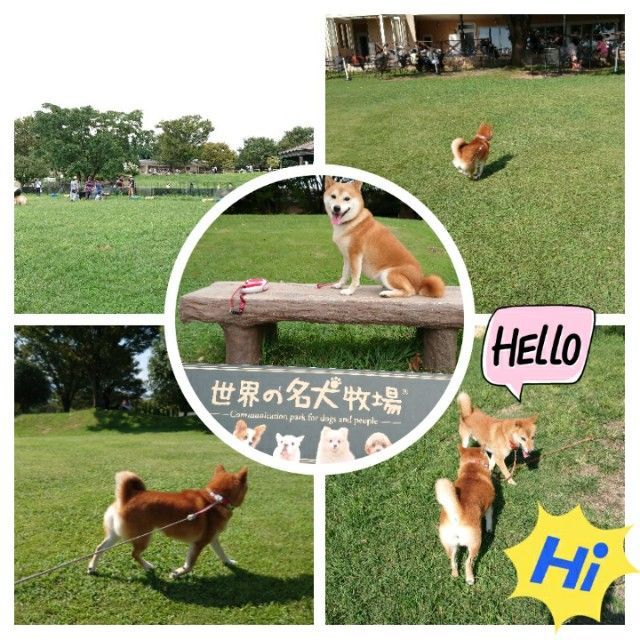f:id:okomepower:20190915222131j:plain f:id:okomepower:20190915222131j:plain