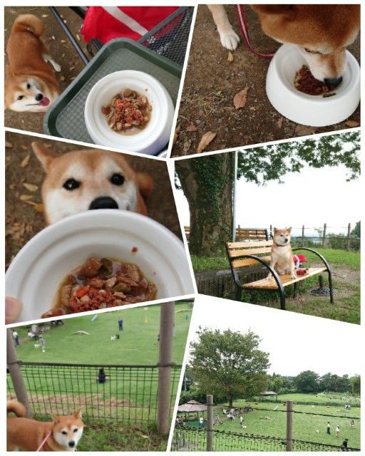 f:id:okomepower:20190915222155j:plain f:id:okomepower:20190915222155j:plain