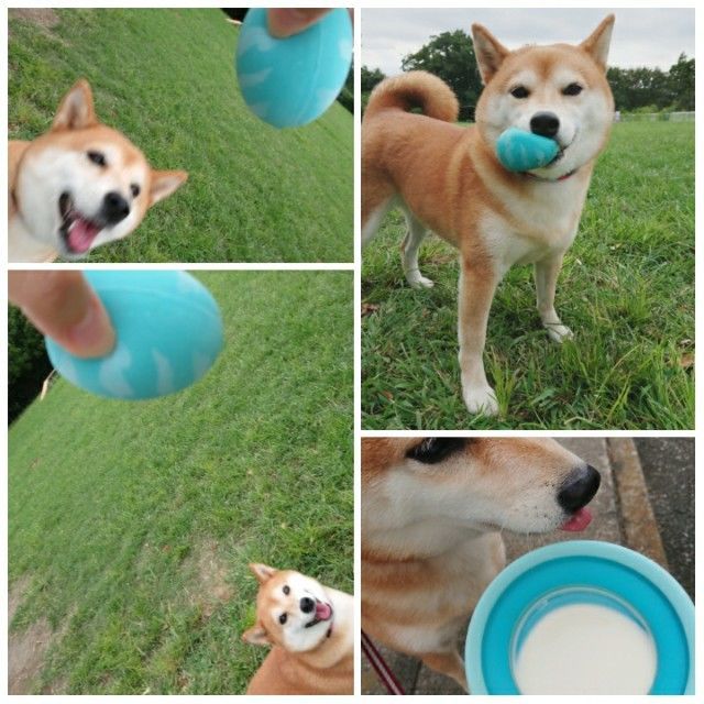 f:id:okomepower:20190915222206j:plain f:id:okomepower:20190915222206j:plain