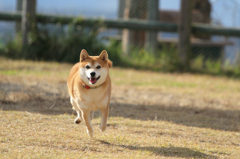 f:id:okomepower:20191107205617j:plain f:id:okomepower:20191107205617j:plain