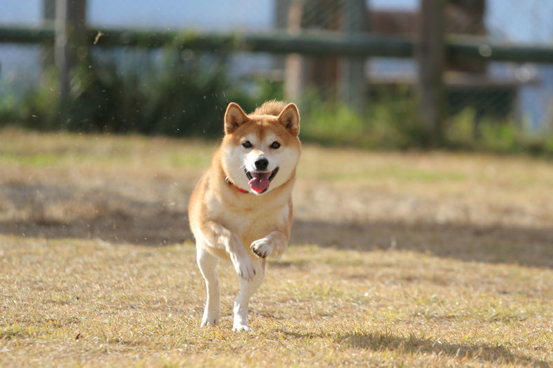 f:id:okomepower:20191107205646j:plain f:id:okomepower:20191107205646j:plain