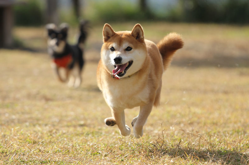 f:id:okomepower:20191107205821j:plain f:id:okomepower:20191107205821j:plain