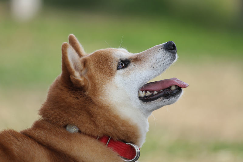 f:id:okomepower:20191107205937j:plain f:id:okomepower:20191107205937j:plain