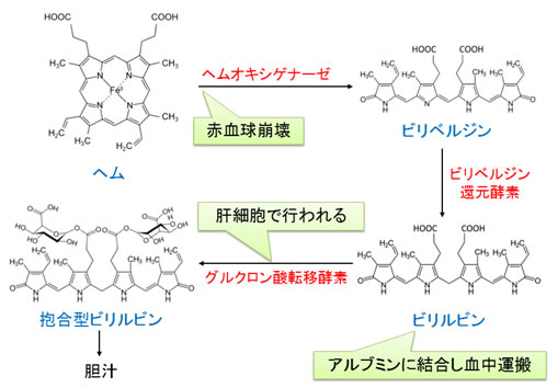 ヘムの分解