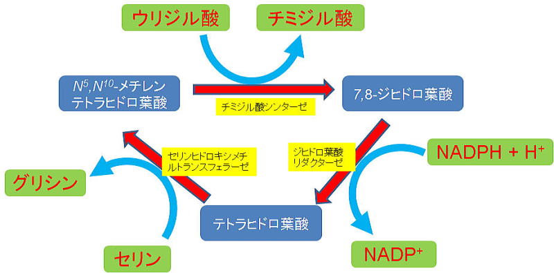 細胞周期と抗がん剤 Things In The Closet
