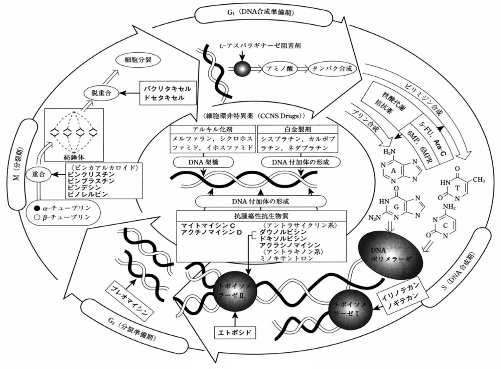 抗がん剤の働き