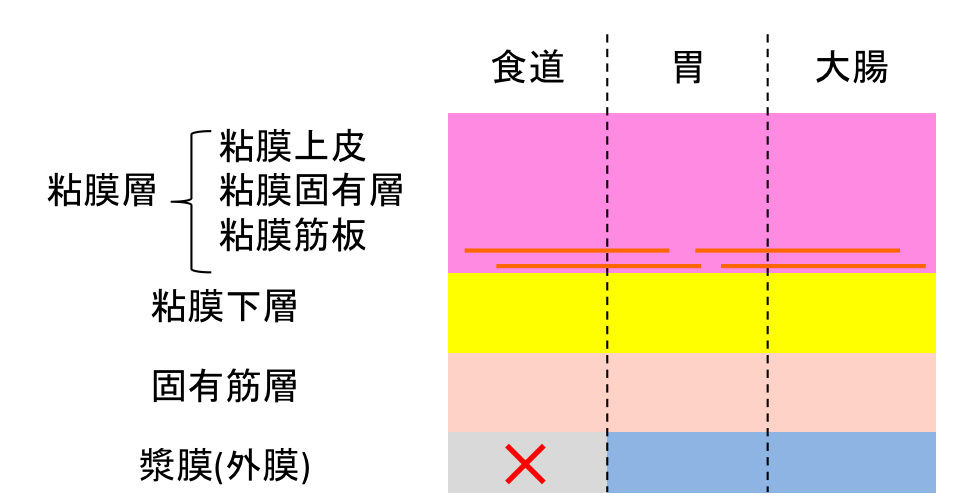 消化管壁の構造