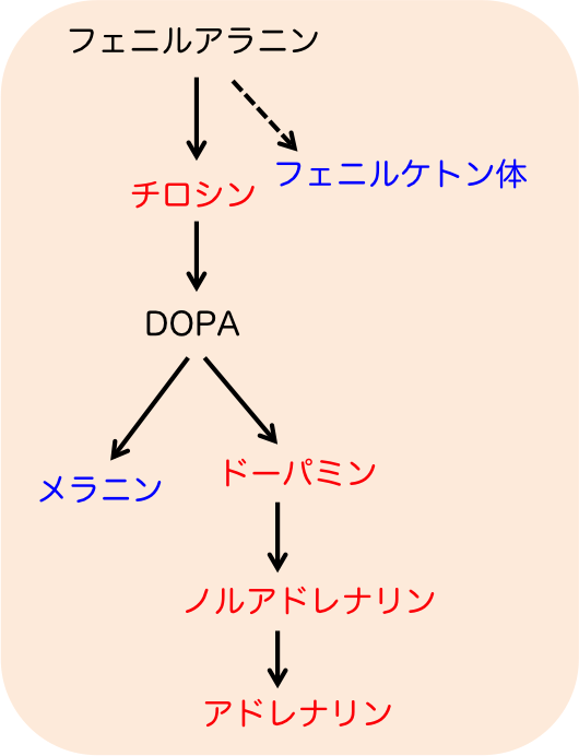 カテコラミン代謝経路