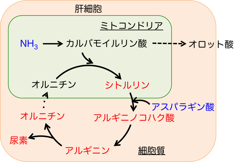 オルニチン回路の図