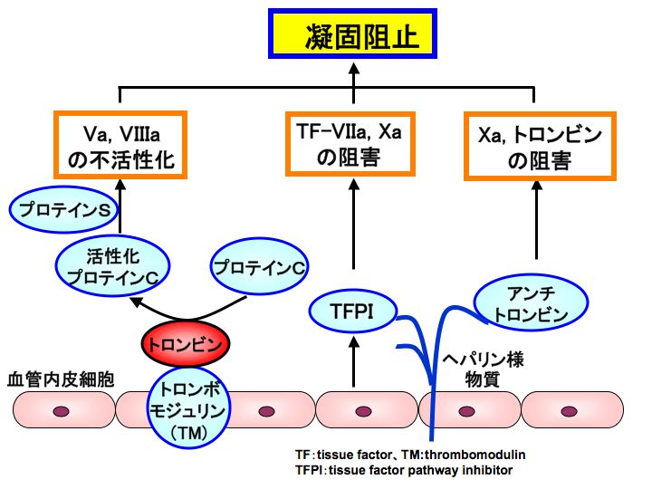 プロテインCとプロテインSとトロンボモジュリン