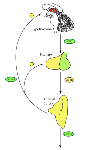 コルチゾールのネガティヴフィードバック
