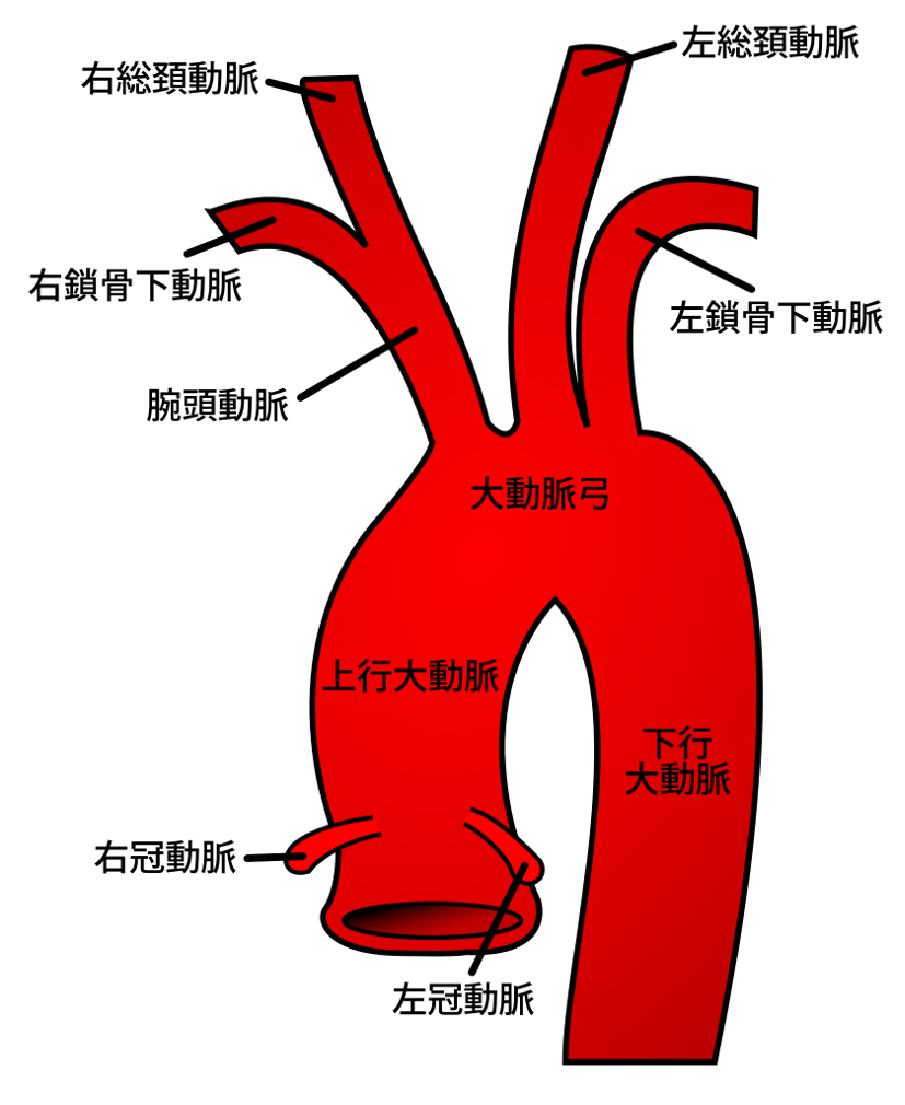 大動脈弓の分枝