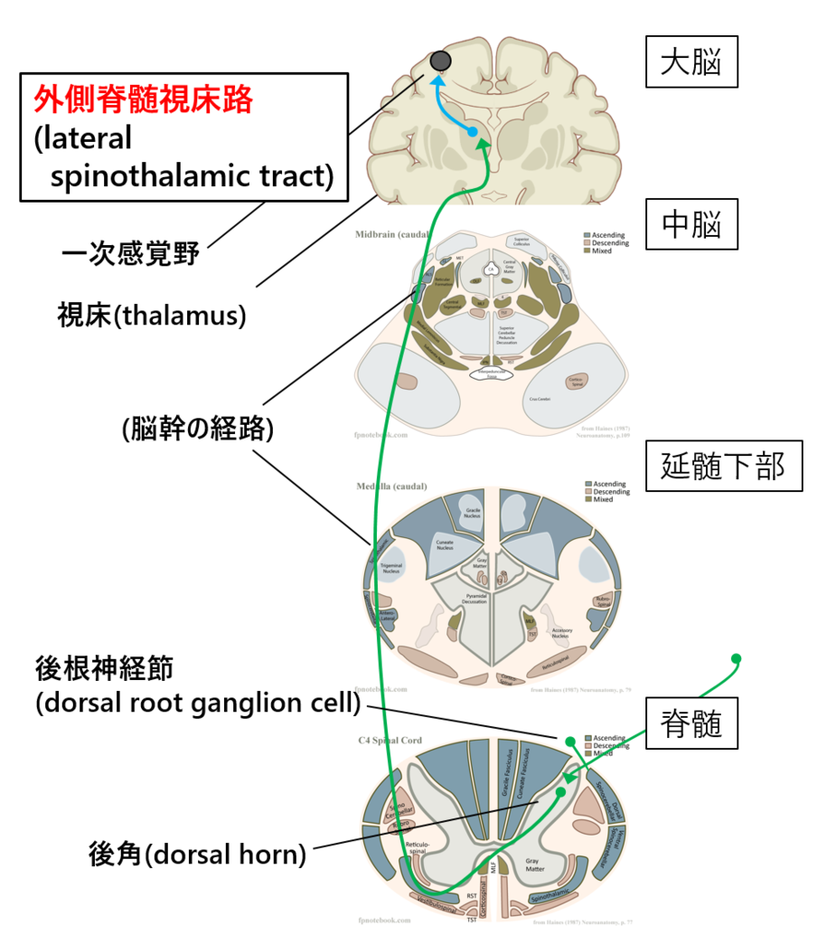 「脊髄しょうろ」の画像検索結果