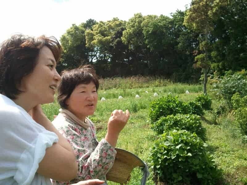 杉田かおるさんがガーデニングをしている様子